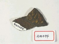 木化石藏品圖，第2張